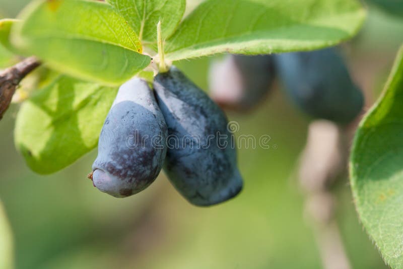 Honeysuckle on the branch stock photos