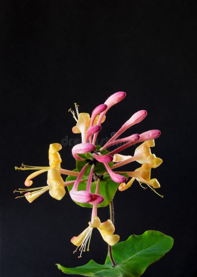 Honeysuckle flower royalty free stock photo