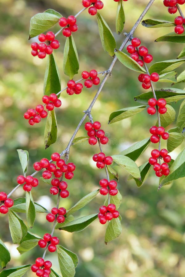 Honeysuckle fruits. The close-up of red honeysuckle fruits on branch. Scientific name: Lonicera japonica stock image