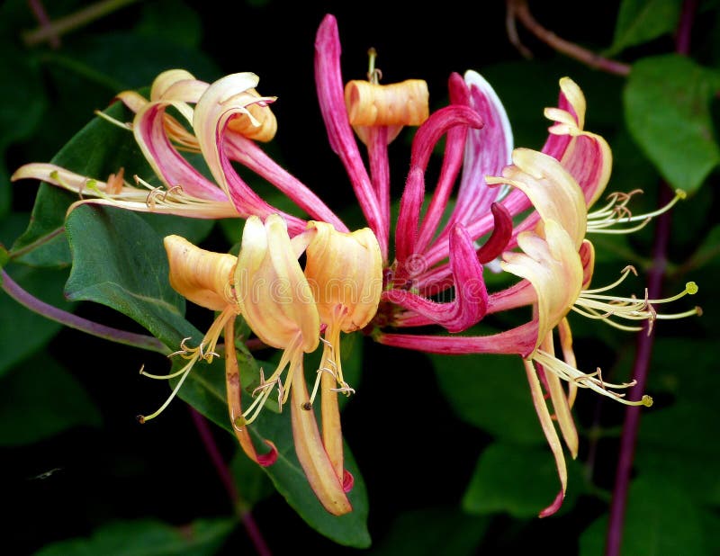 Honeysuckle, Lonicera royalty free stock photo