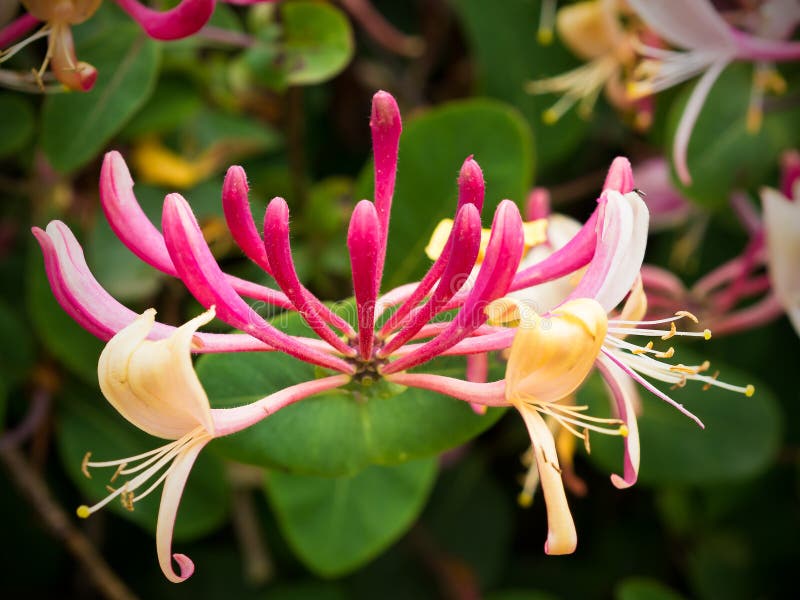 Honeysuckle Plant royalty free stock photos