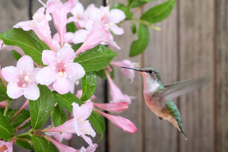 Hummingbird and Honeysuckle royalty free stock images