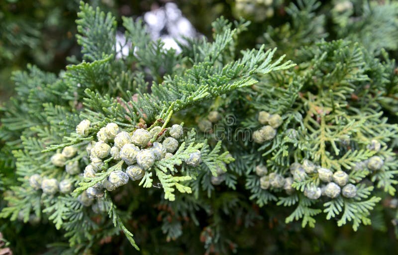 Immature bumps of Cossack juniper Juniperus sabina L.  stock photo