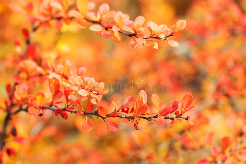 Japanese garden autumn nature. Berberis thunbergii or Thunberg`s red barberry shrub family Berberidaceae. Small reddish royalty free stock image