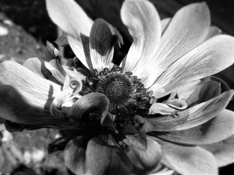 Large Curly petaled Flower in black and white. close up. royalty free stock photography