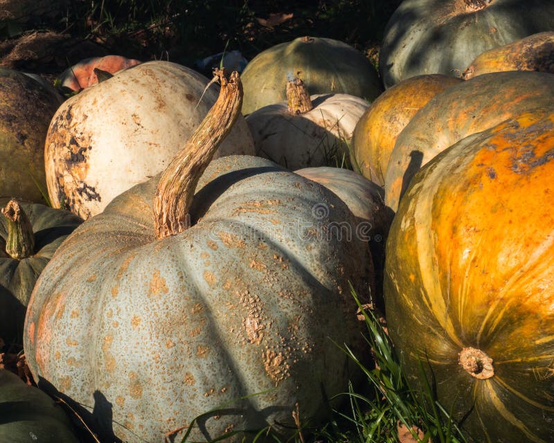 Large pumpkins lie on the ground of a peasant yard,. Close-up royalty free stock photography
