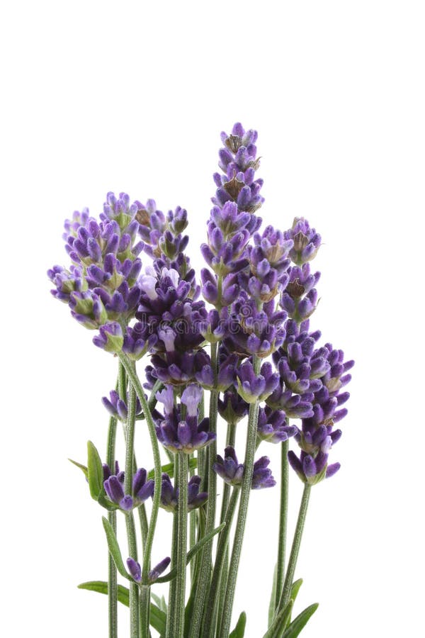 Lavender royalty free stock image