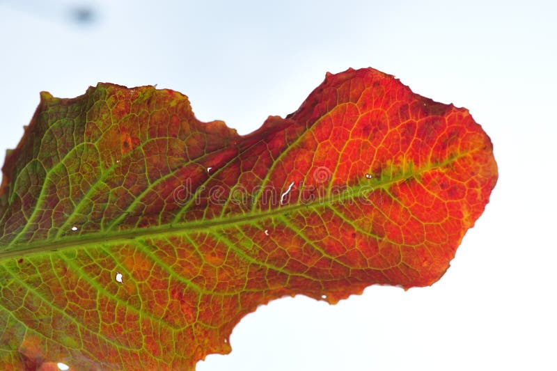 Leaf with autumn colors in the spring stock images