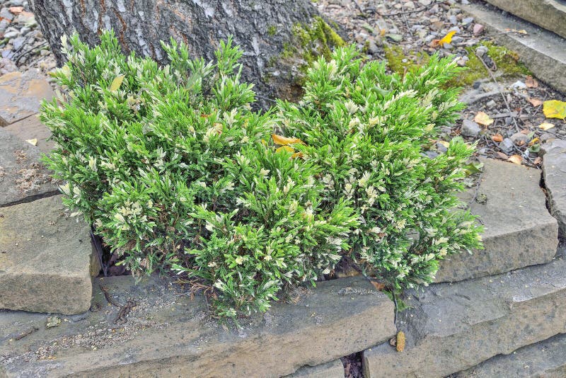 Little plant of Cossack Juniper Juniperus Variegata with variegated needles royalty free stock photo