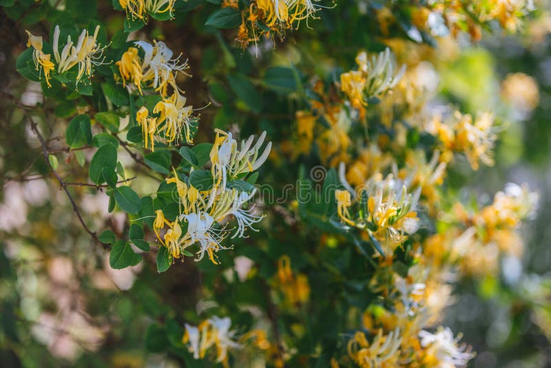 Lonicera japonica Thunb or Japanese honeysuckle yellow and white flower in garden. royalty free stock images