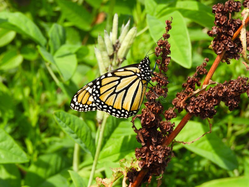 Monarch butterfly on brown seeds of Curly Dock plant 3 stock photo