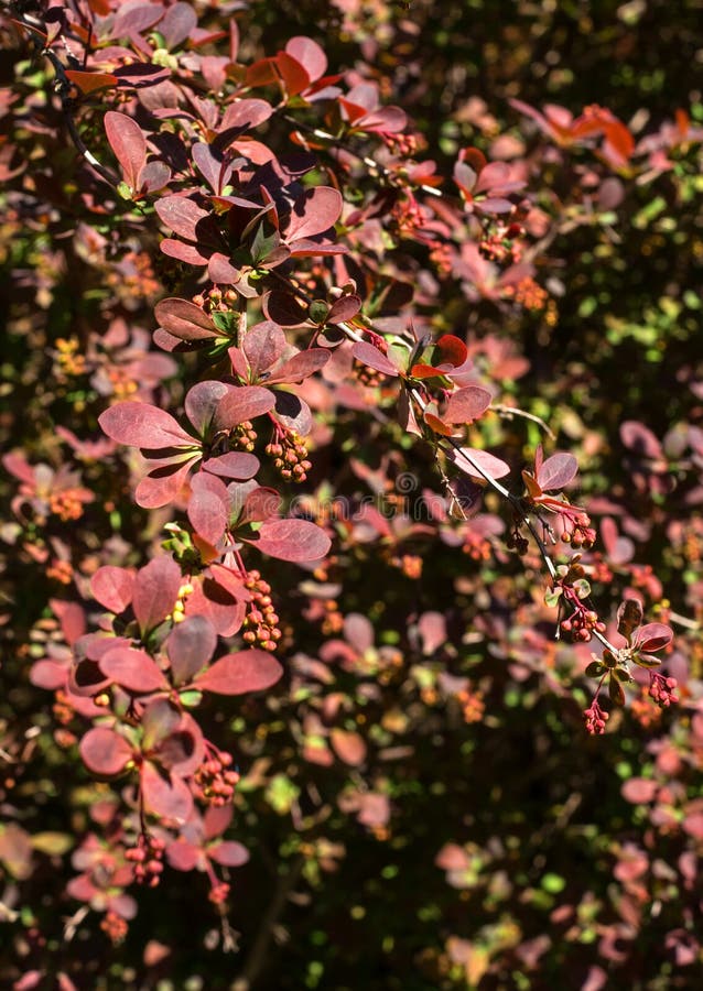 Ornamental shrubs Berberis thunbergii -Latin Berberis thunbergii -Coronita- royalty free stock images