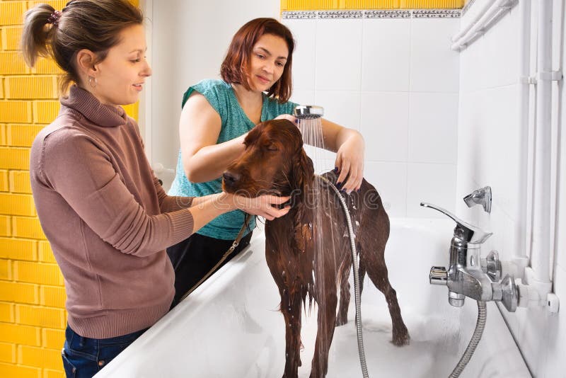 Pet groomer washing dog from the shower. At salon, owner calming her dog stock photos