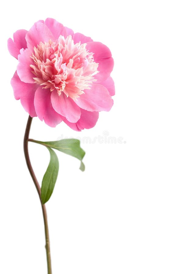 Pink peony flower isolated stock photos