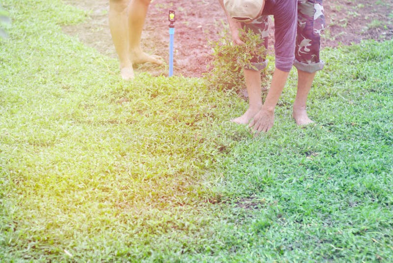 Planting new grass on the front yard Two men planting grass A man wearing a hat and holding grass to grow on the ground to. Decorate the lawn royalty free stock images