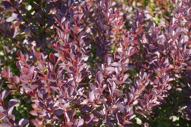 Purple foliage of Thunberg`s barberry royalty free stock photos