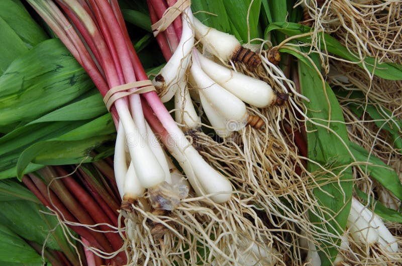 Ramps with roots royalty free stock image