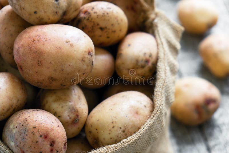Raw potatoes in a burlap sack on the rough wooden boards close up. Raw unpeeled potatoes in a burlap sack close up standing on the rough wooden boards of country stock image
