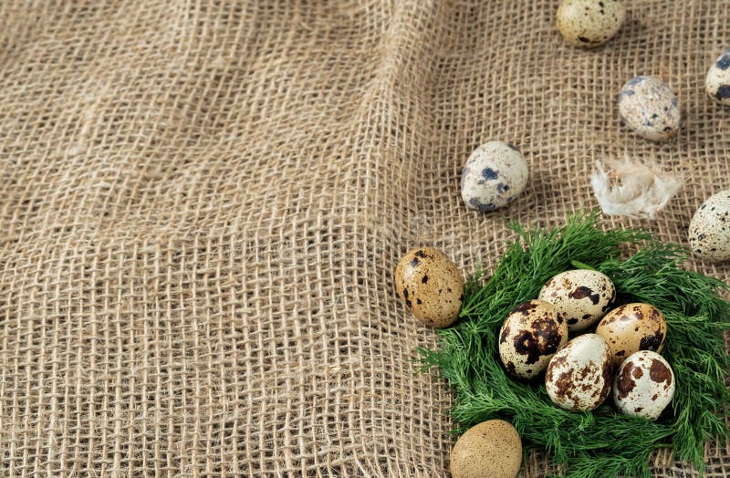 Raw quail eggs on a rough cloth background from burlap. Healthy eating concept. Copy space.  stock photo