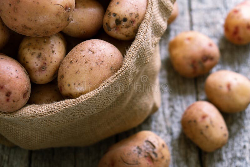 Raw potatoes in a burlap sack on the rough wooden boards close up. Raw unpeeled potatoes in a burlap sack close up standing on the rough wooden boards of country stock photography