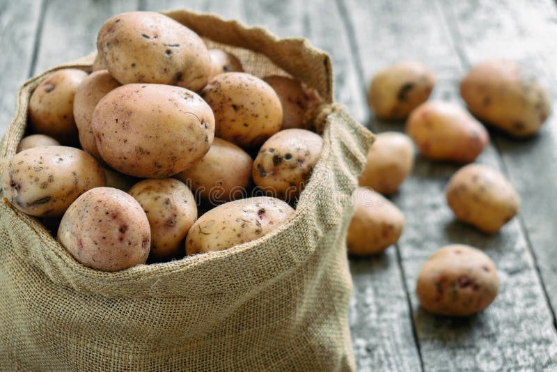 Raw potatoes in a burlap sack on the rough wooden boards. Raw unpeeled potatoes in a burlap sack standing on the rough wooden boards of country table stock photography