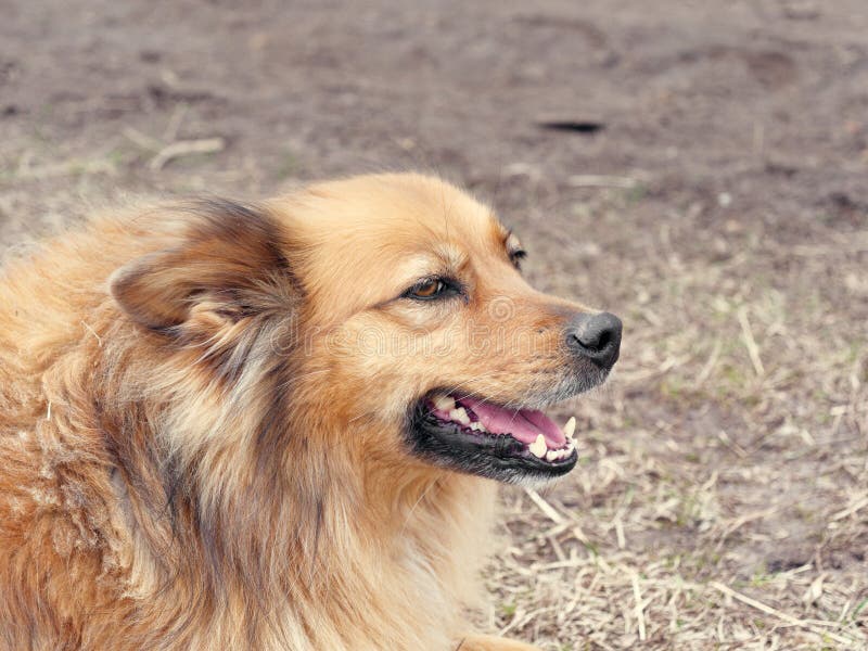 Red yard mongrel dog lies on the ground.  royalty free stock photo