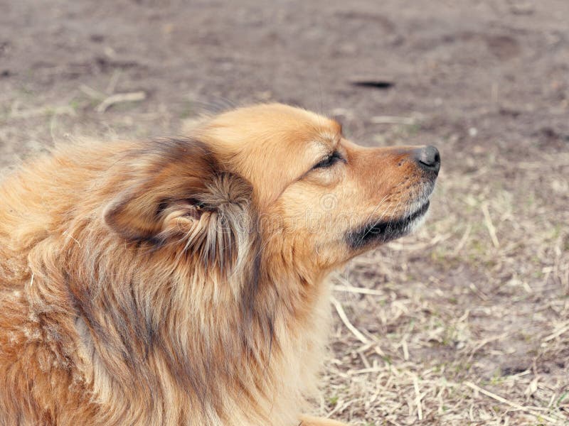 Red yard mongrel dog lies on the ground.  royalty free stock photos