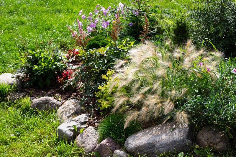 Rock garden flowerbed with red thunberg barberry, thuja danica aurea, blue star juniper, astilbe, lilac petunia, Festuca and other stock images