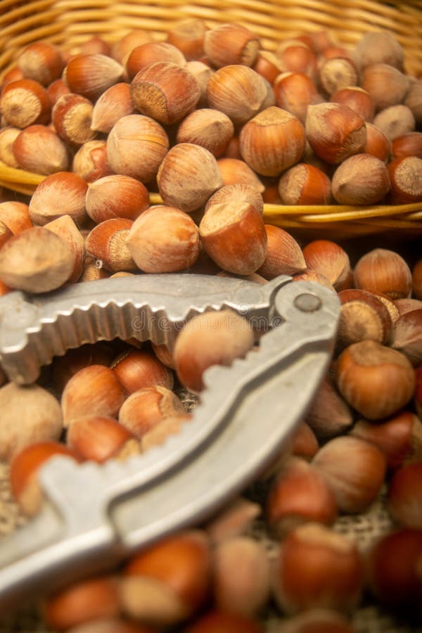 A scattering of hazelnuts and a Nutcracker on the background of burlap with a rough texture. Close up.  royalty free stock photo