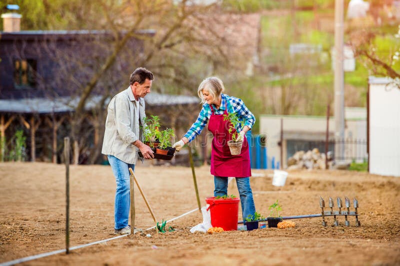 Senior couple planting seedling into the ground in back yard. Senior couple planting seedling in spring into the ground in their back yard stock photo