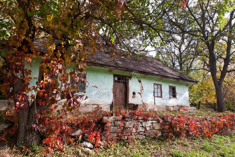 Shabby and worn old country house, yard with ivy vine growing on trees and ground, desolation. And autumn depression concept stock image