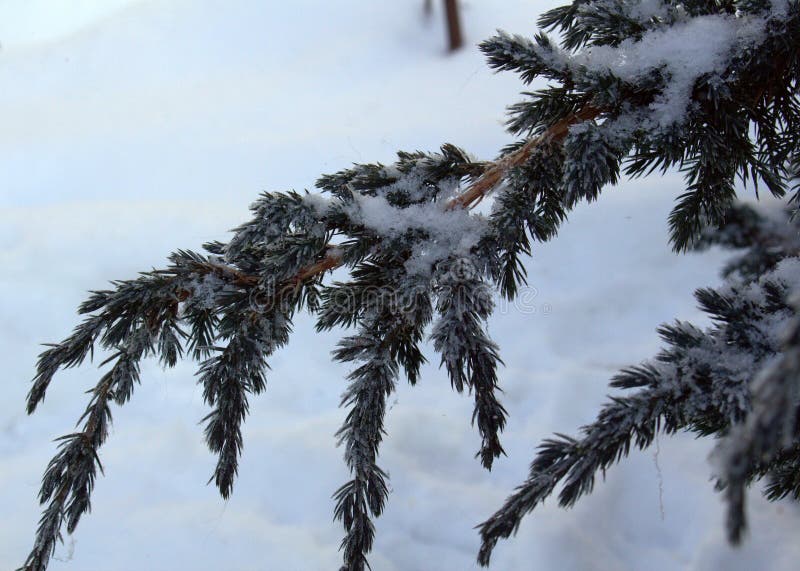 Branch of the Cossack juniper winter frosty morning in the snow. Snow-covered branches of the Cossack juniper on a cold winter morning royalty free stock images