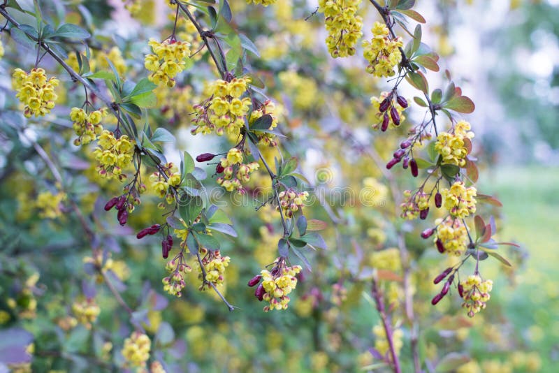 Soft focus of beautiful spring flowers Berberis thunbergii Atropurpurea blossom. Macro of tiny yellow flowers of barberry on stock images