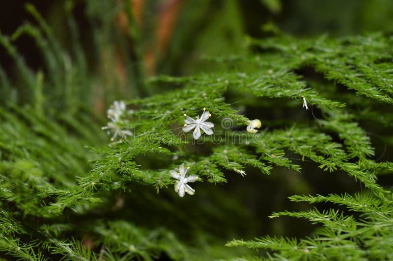 Tiny flowers of asparagus stock photography