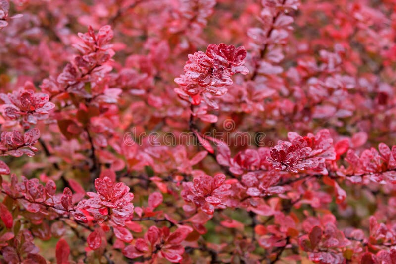 Wet Japanese barberry, also called Thunberg`s barberry, red barb royalty free stock photography
