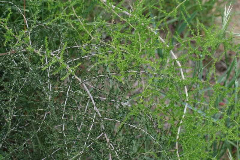 Wild asparagus plant stock image