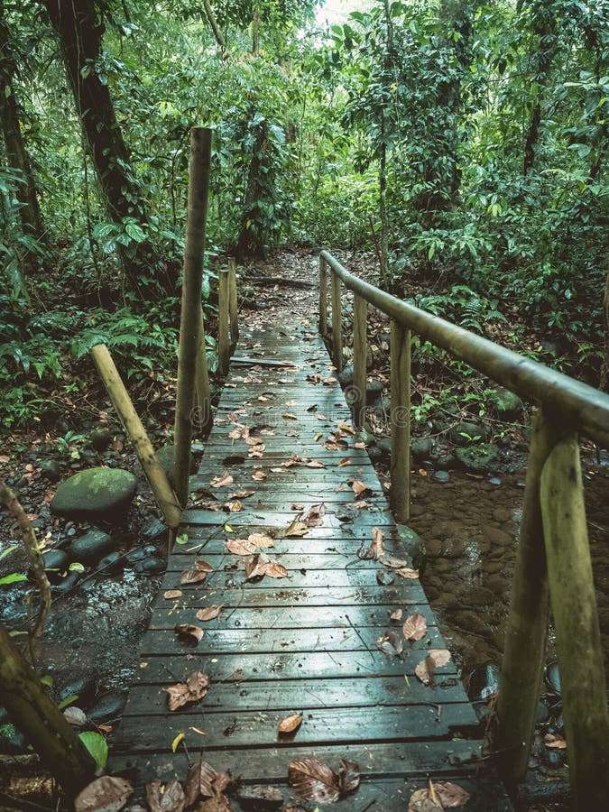 Wooden bridge destroyed in forest stock photography