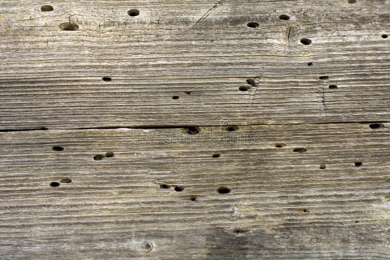 Wooden planks destroyed by termits stock images