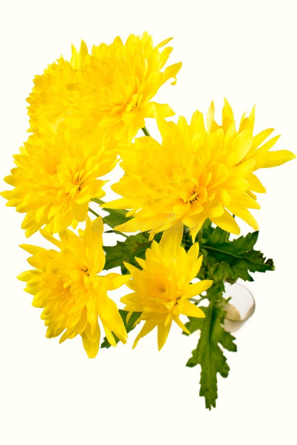 Yellow chrysanthemum on white stock photos
