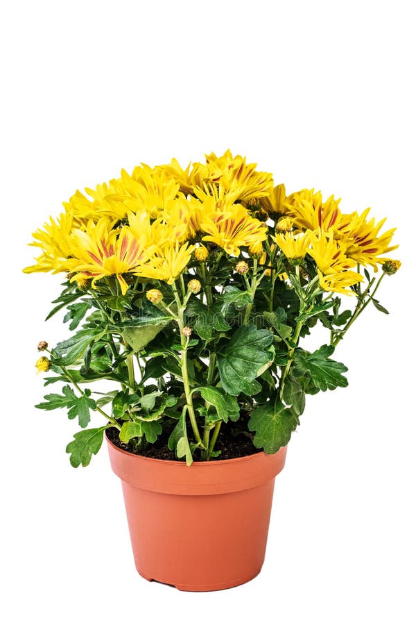 Yellow curly chrysanthemum flower potted on white background royalty free stock image