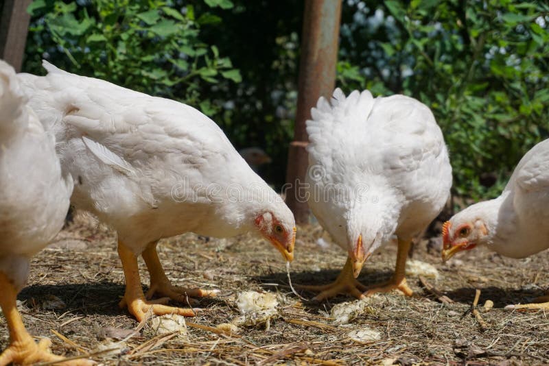 Domestic white chickens eating on the ground in the yard. Young white chickens eating on the ground in the yard royalty free stock photos