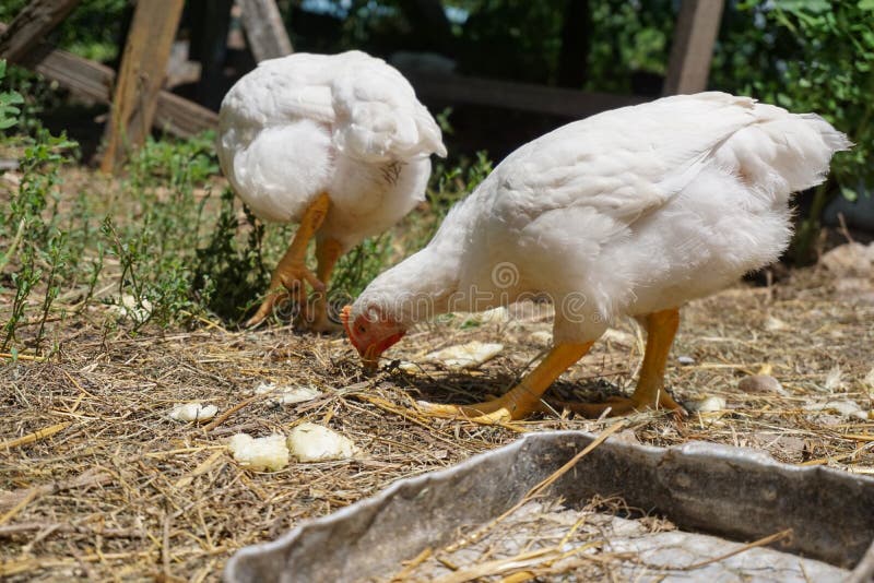 Domestic white chickens eating on the ground in the yard. Young white chickens eating on the ground in the yard royalty free stock photo