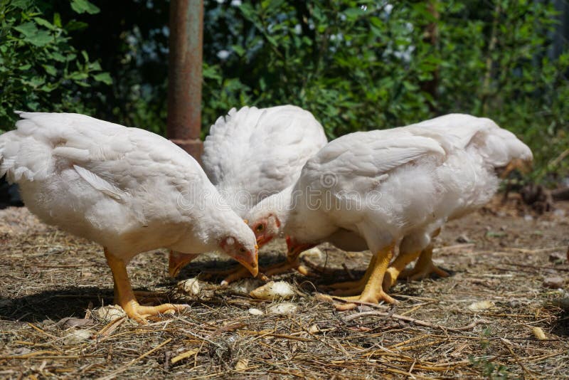Domestic white chickens eating on the ground in the yard. Young white chickens eating on the ground in the yard stock image