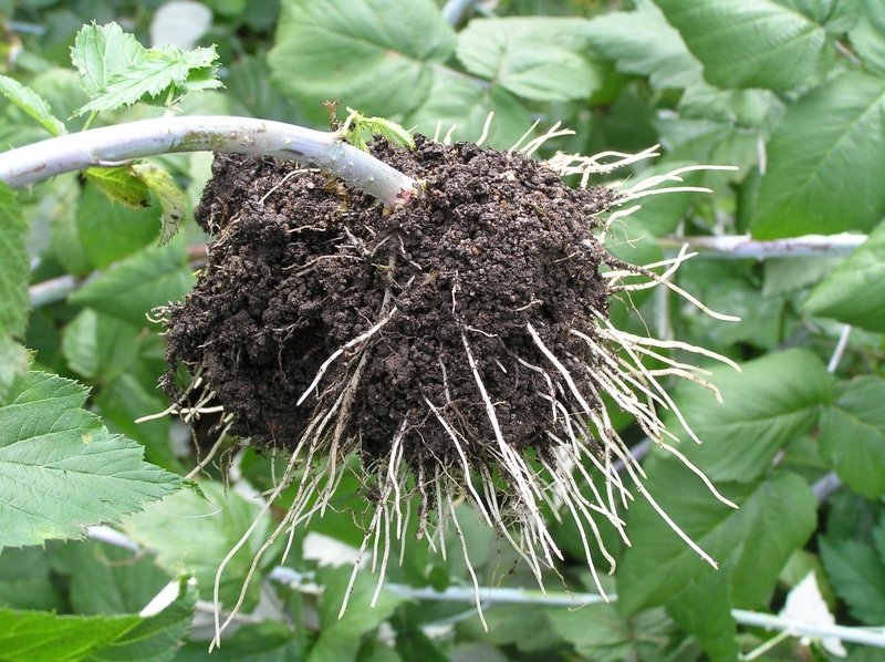 Саженец черной малины с характерной корневой системой