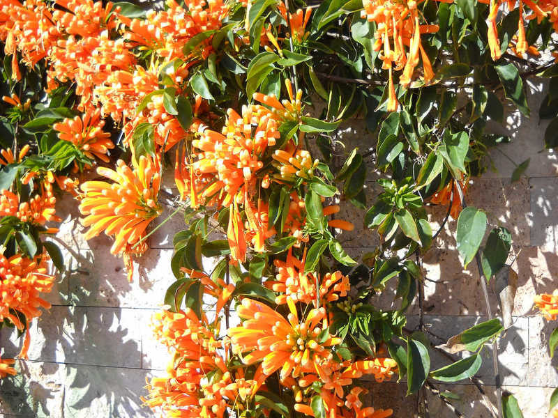 Жимолость Брауна привлекает яркими цветками мандаринового цвета