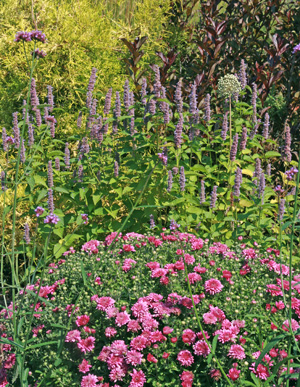Use anise hyssop in mixed or perennial borders.