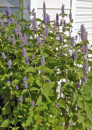 Anise hyssop has an upright form.