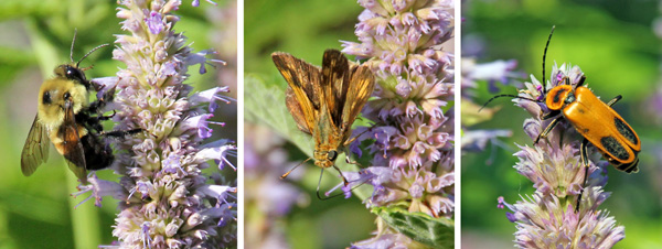 The flowers are attractive to many pollinators including bees (L), butterflies (C) and beetles (R).