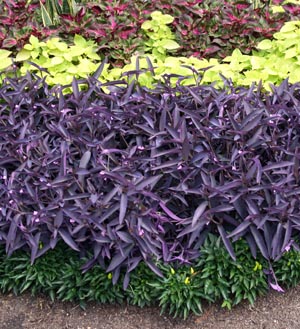 Purple Heart (Tradescantia pallida) used as a bedding plant at the Missouri Botanical Garden.