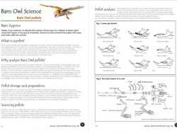 Science Barn Owl Pellets